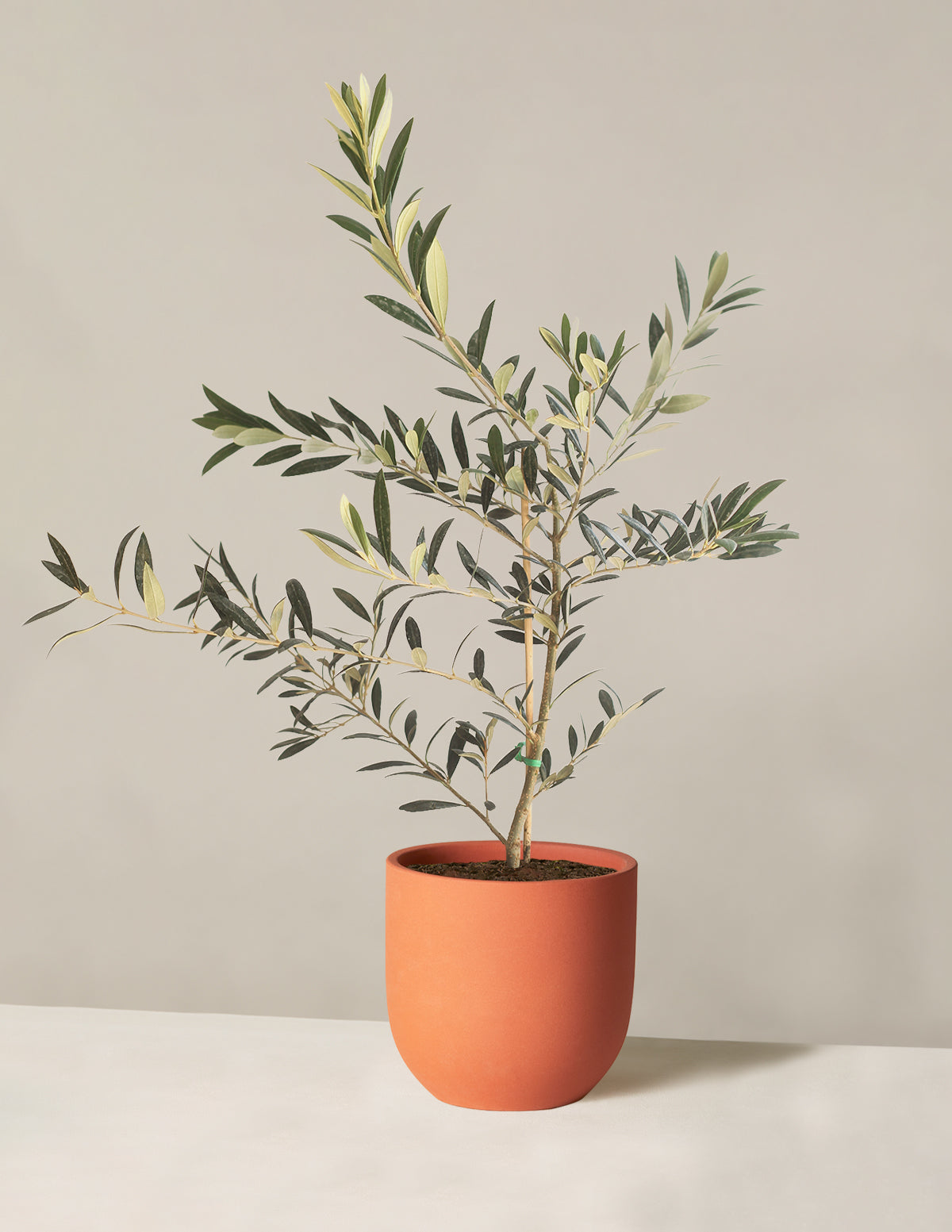 Olive Tree (Copy)