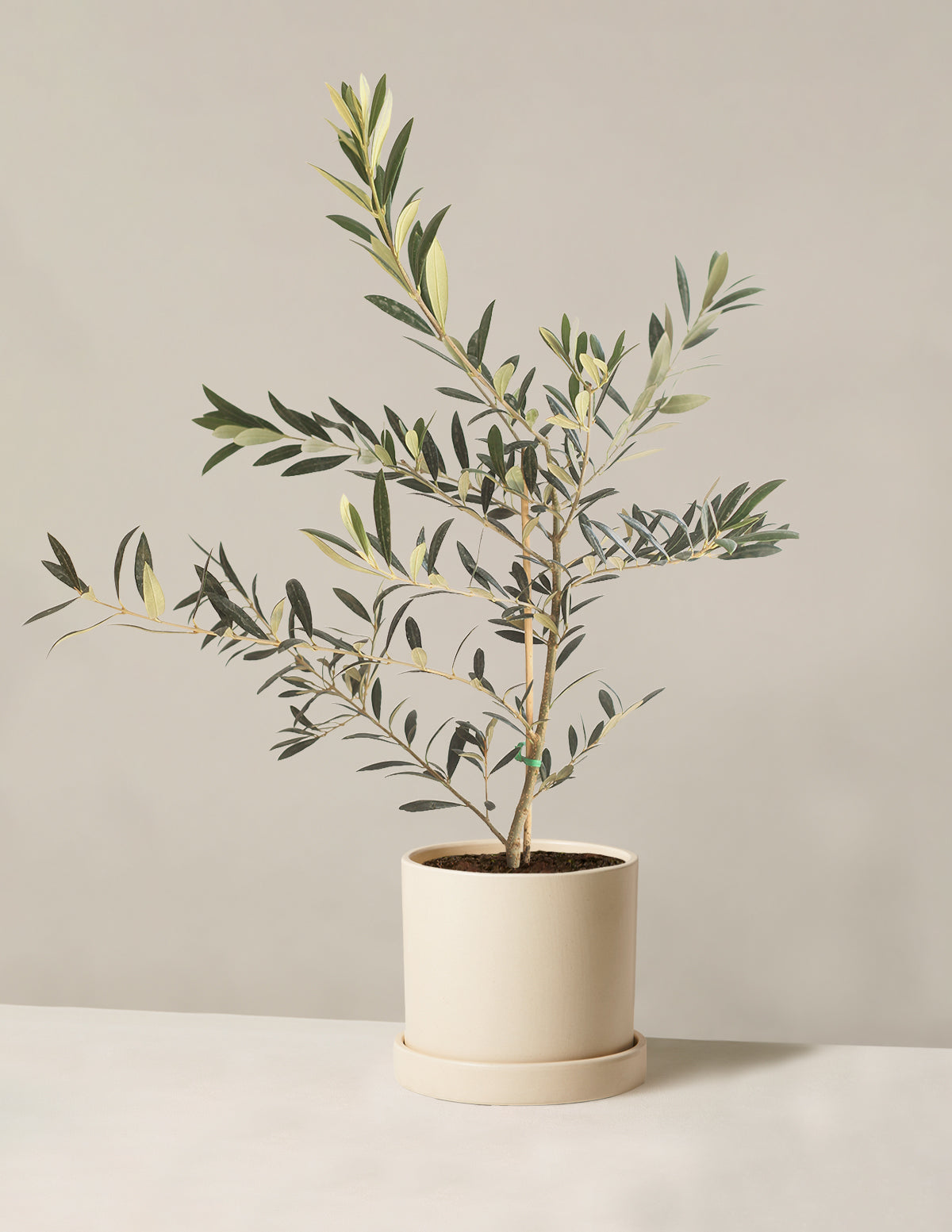 Olive Tree (Copy)