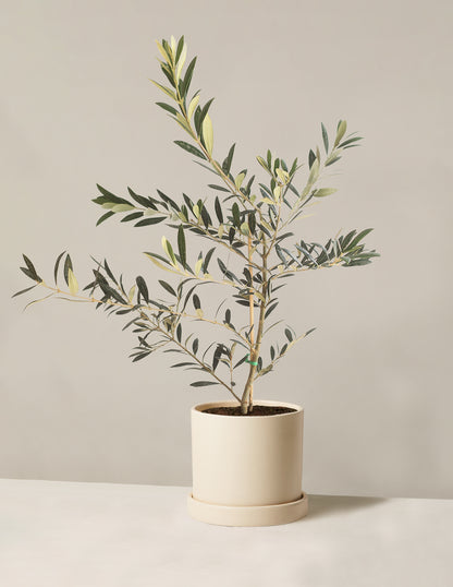 Olive Tree (Copy)