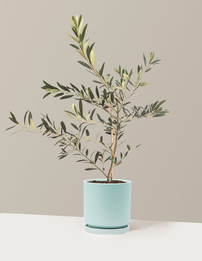 Olive Tree