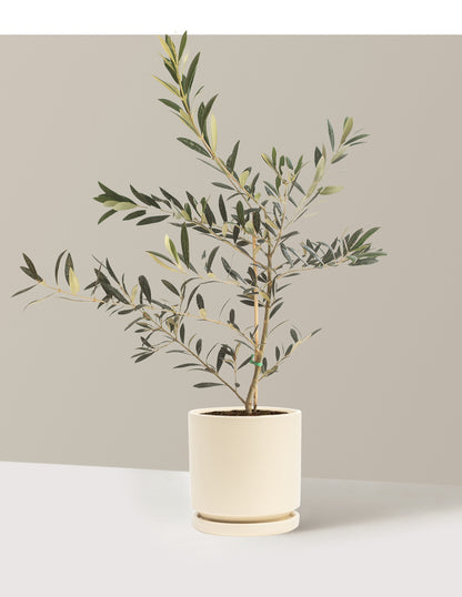 Olive Tree