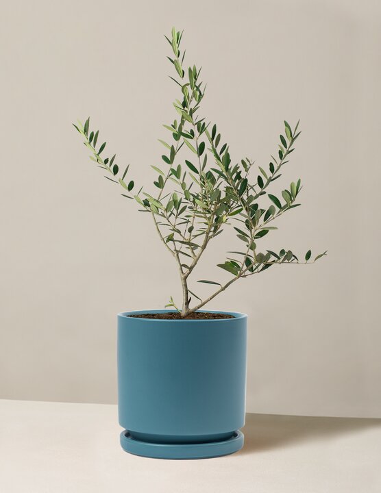 Olive Tree (Copy)