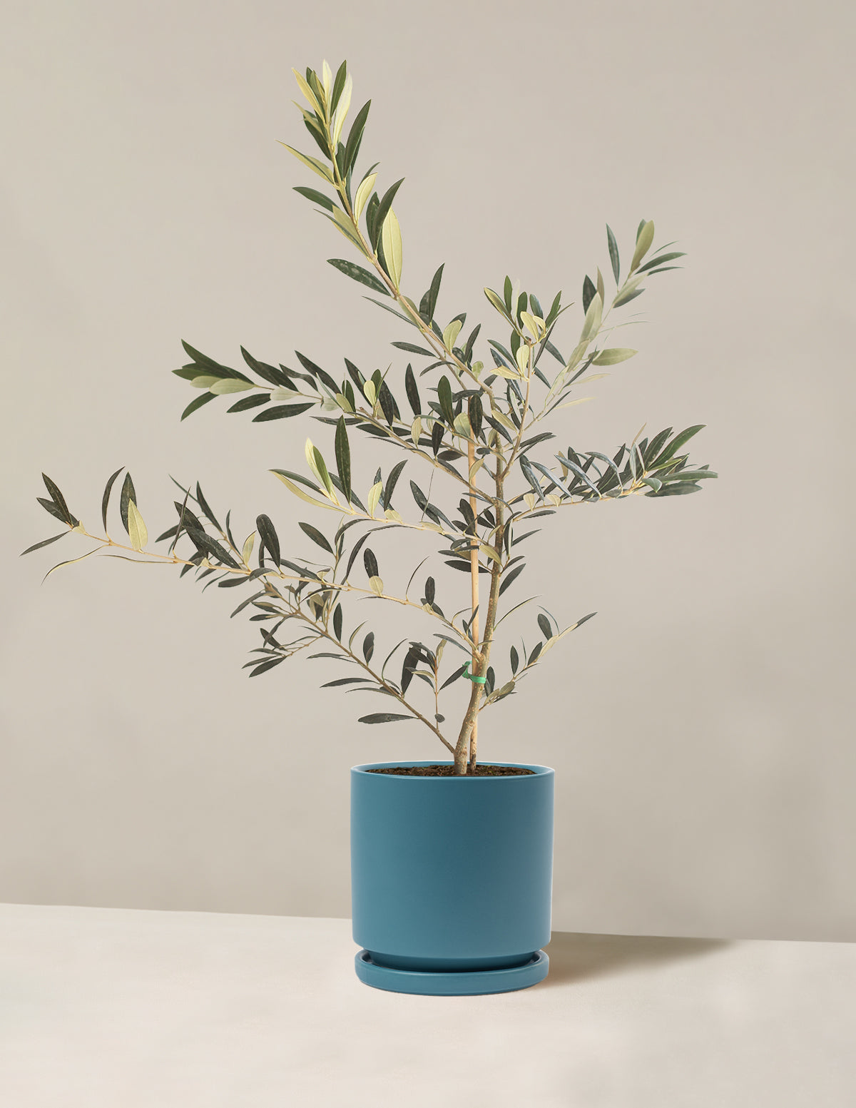 bundle | Medium | Isabella | Antique Teal