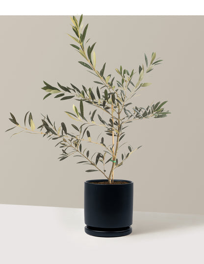 Olive Tree