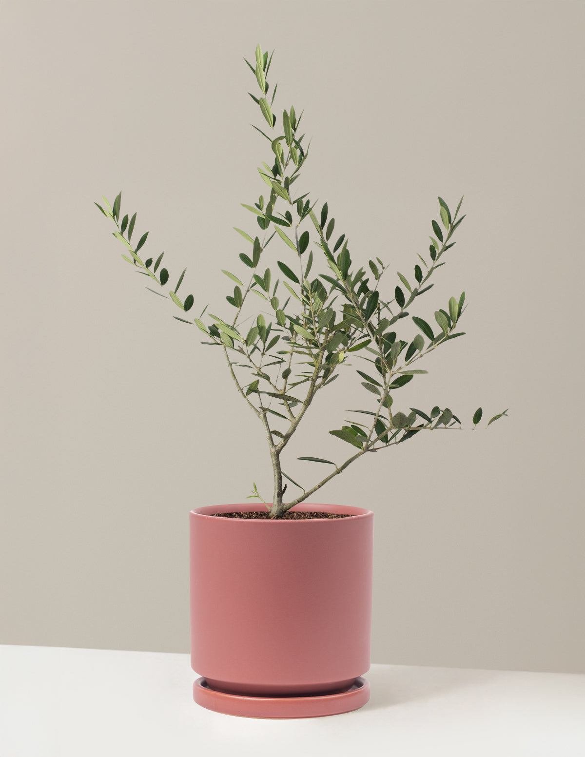 Olive Tree (Copy)