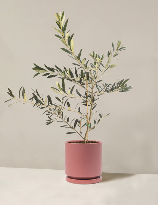 Olive Tree