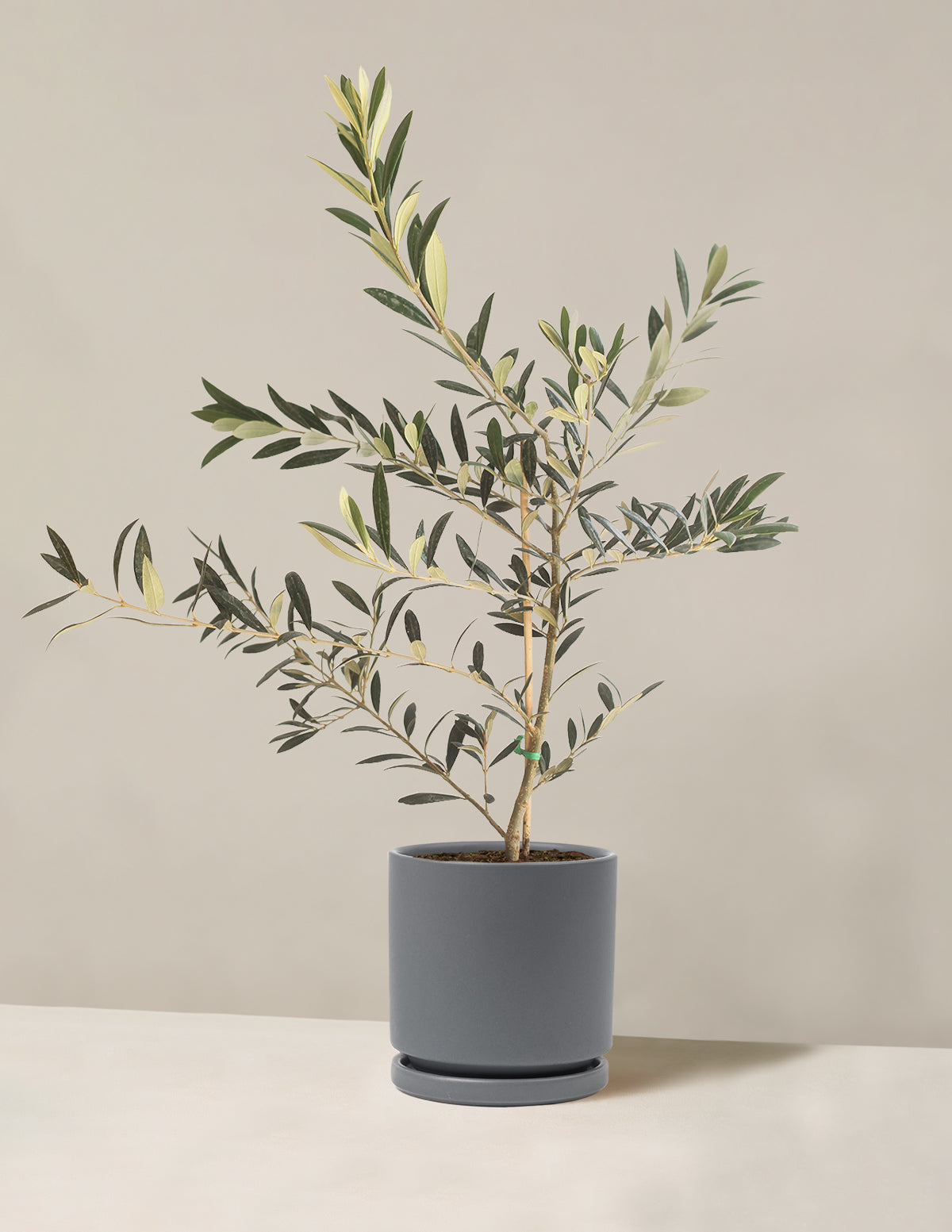 olive tree indoor plant Olive Tree (Olea Europaea) Indoor Houseplant | Unique Plants for Delivery