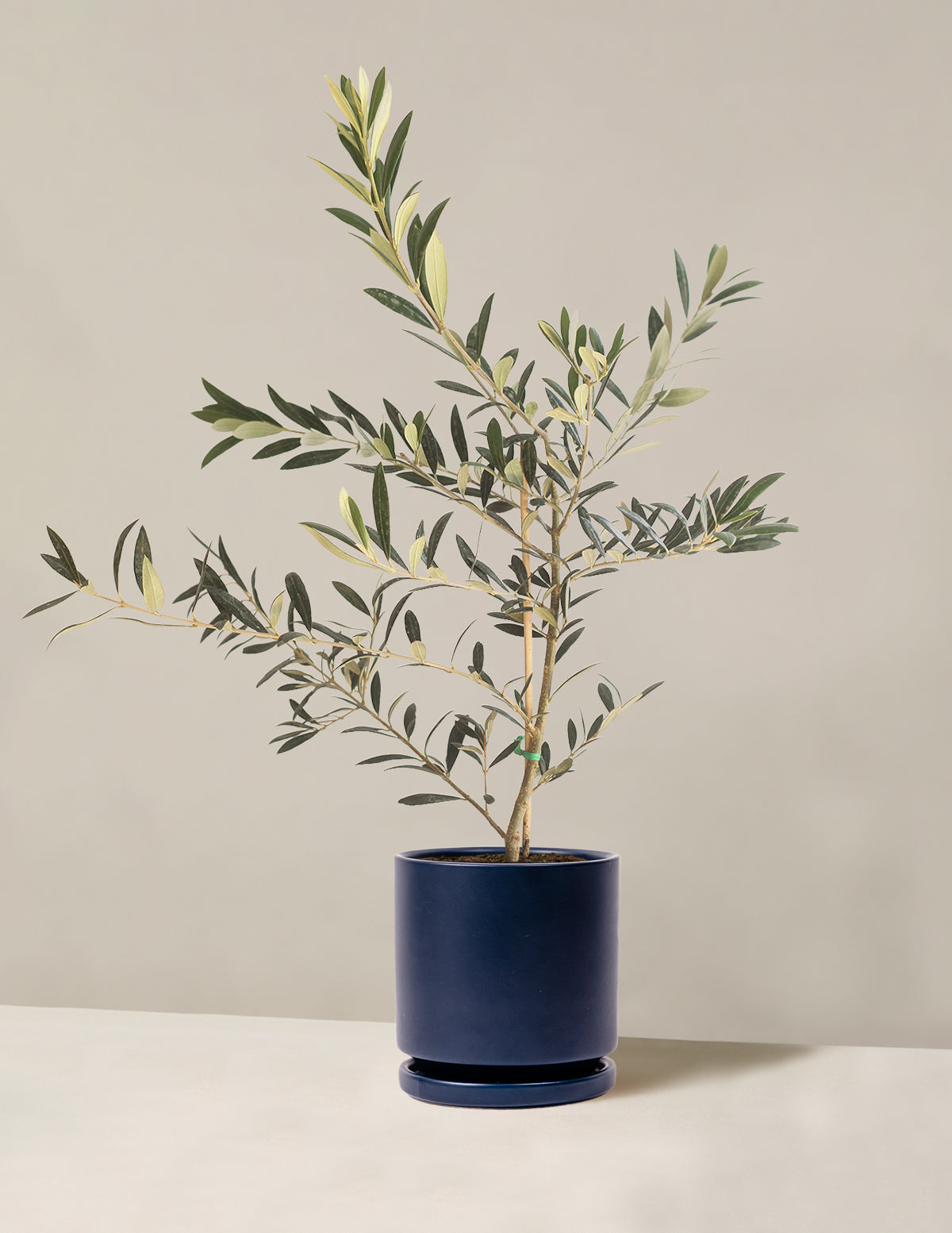 olive plant indoor care Olive Tree (Olea Europaea) Indoor Houseplant | Unique Plants for Delivery