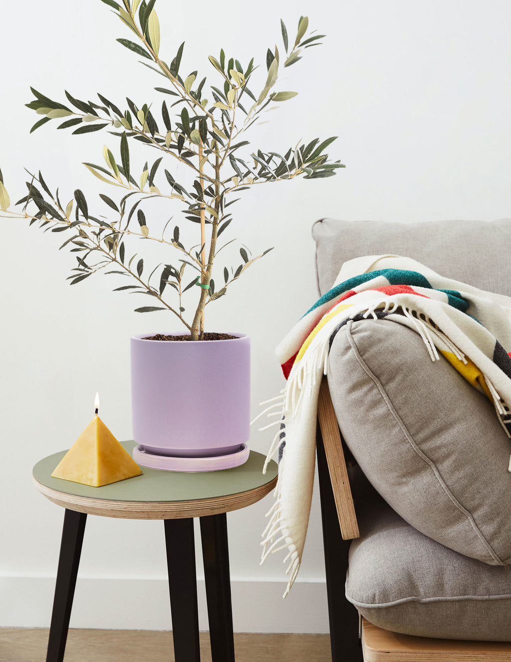 Olive Tree