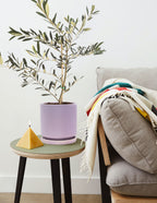 Olive Tree