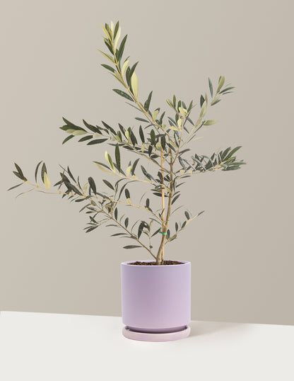 Olive Tree