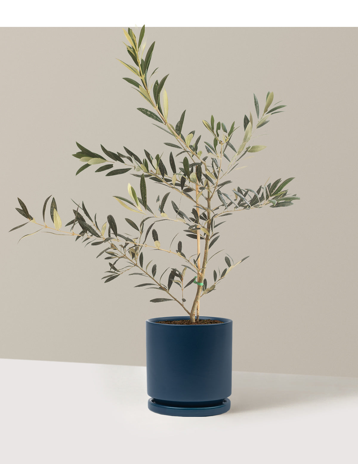 Olive Tree