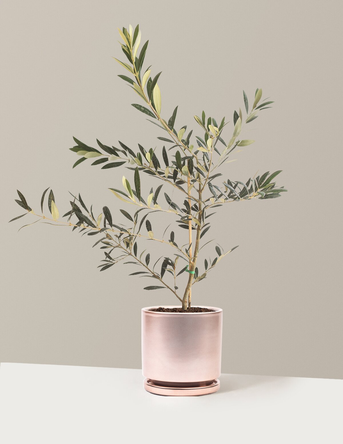 Olive Tree