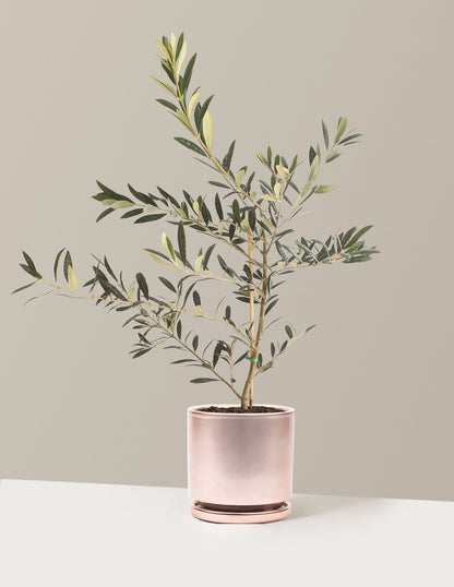 Olive Tree