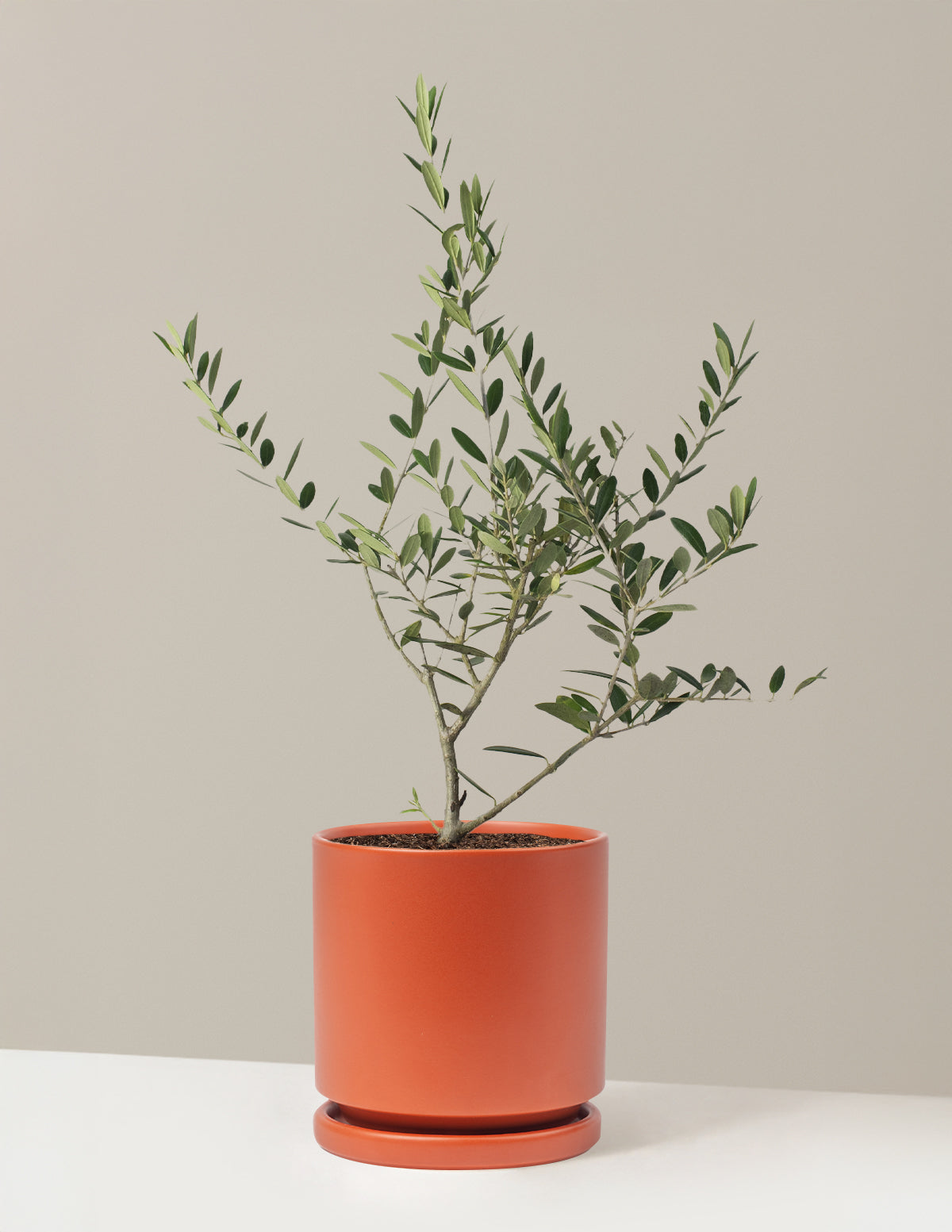 Olive Tree (Copy)