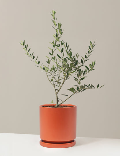 Olive Tree (Copy)
