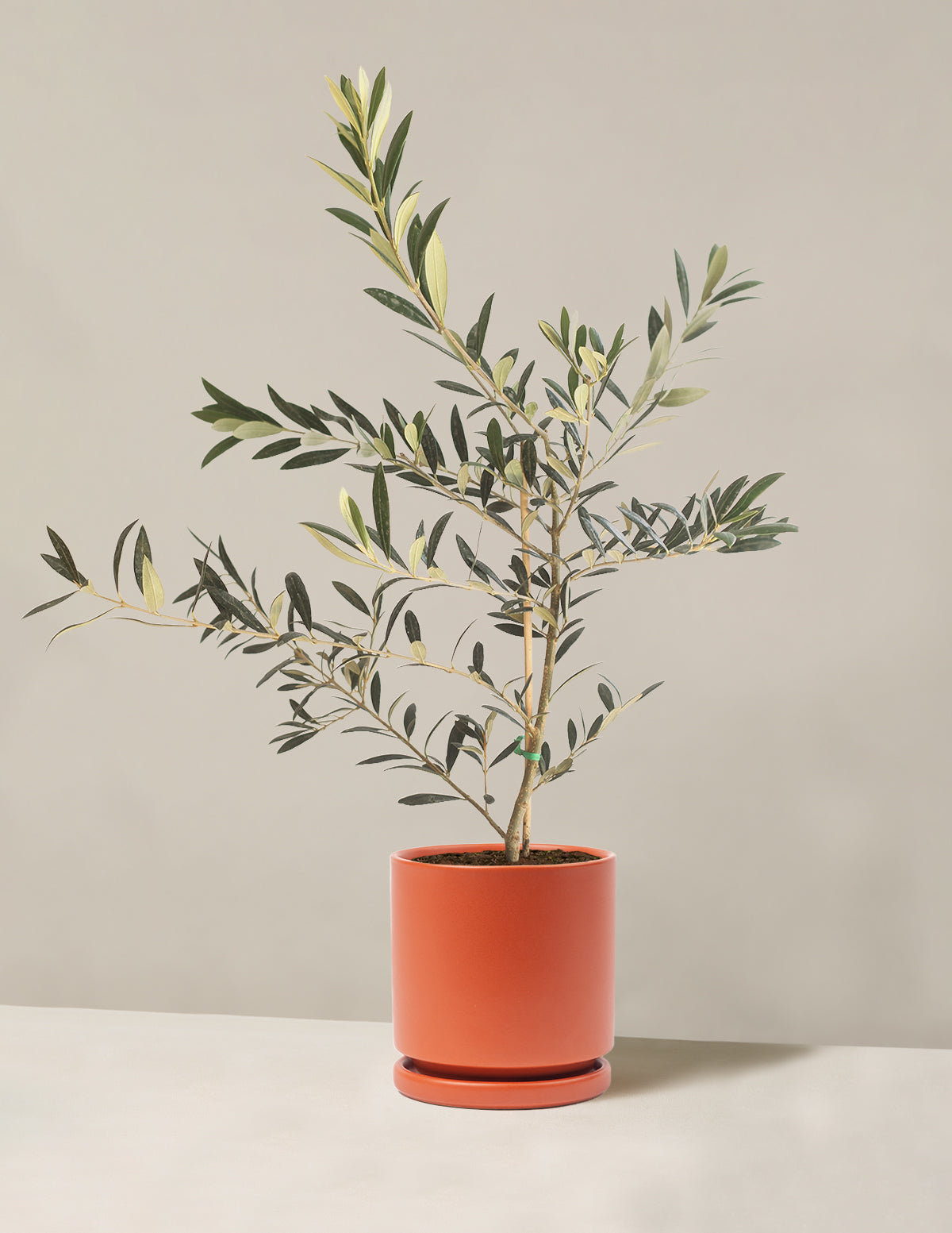 Olive Tree