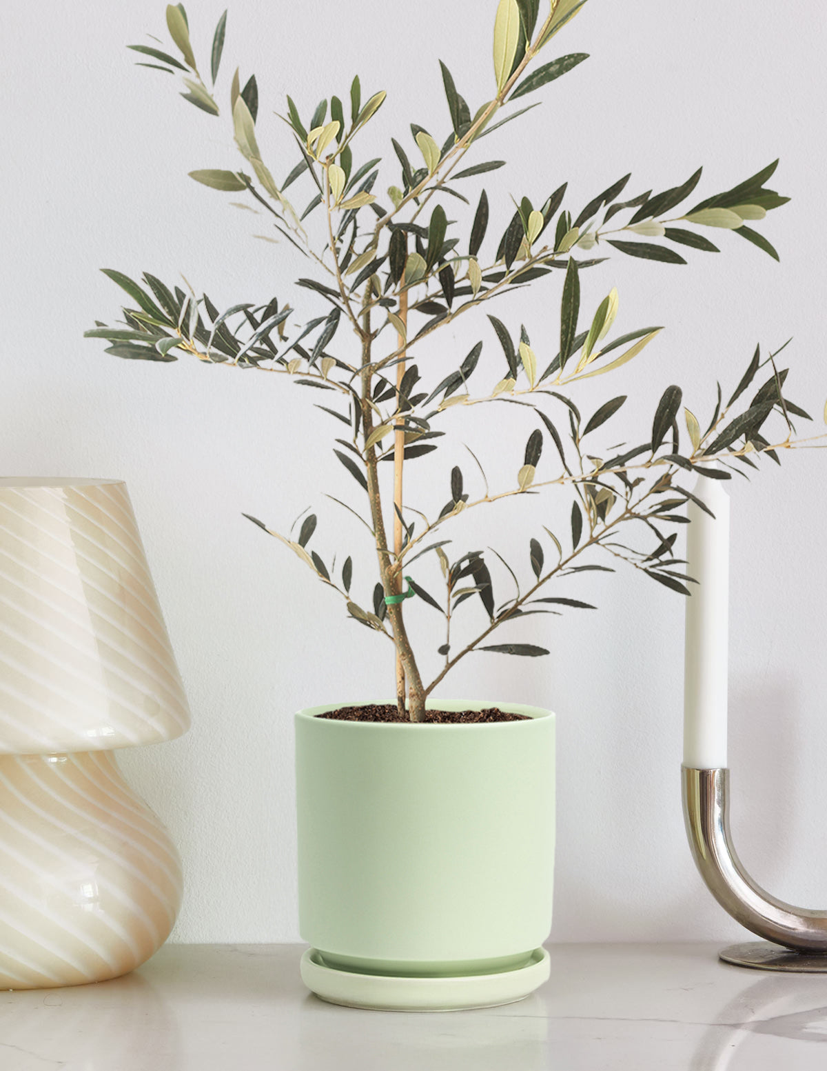 olive tree indoor plant for sale Olive Tree (Copy) Houseplant
