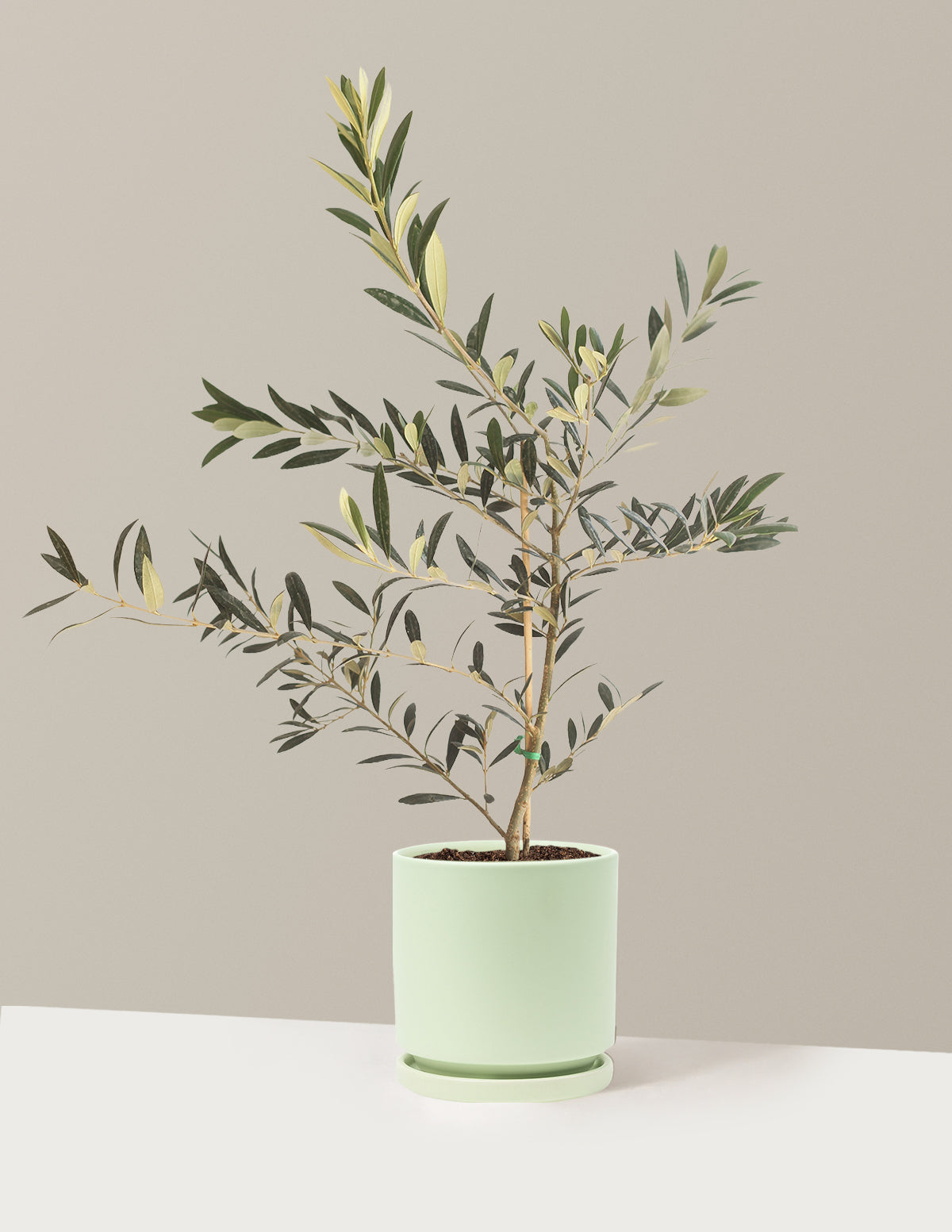 Olive Tree