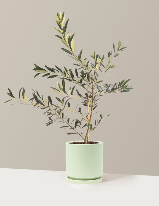 Olive Tree