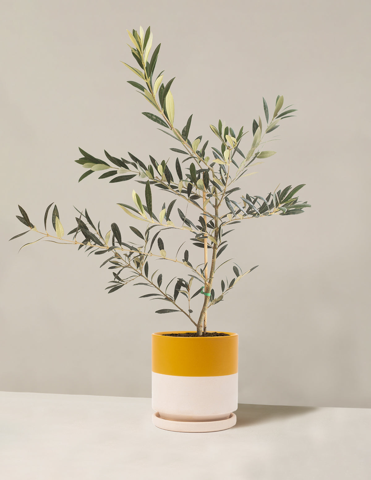 Olive Tree (Copy)