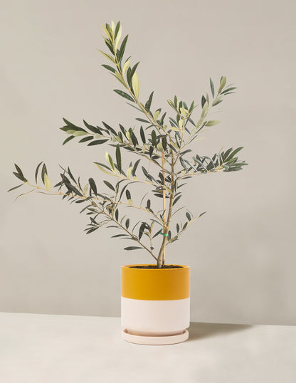 Olive Tree (Copy)