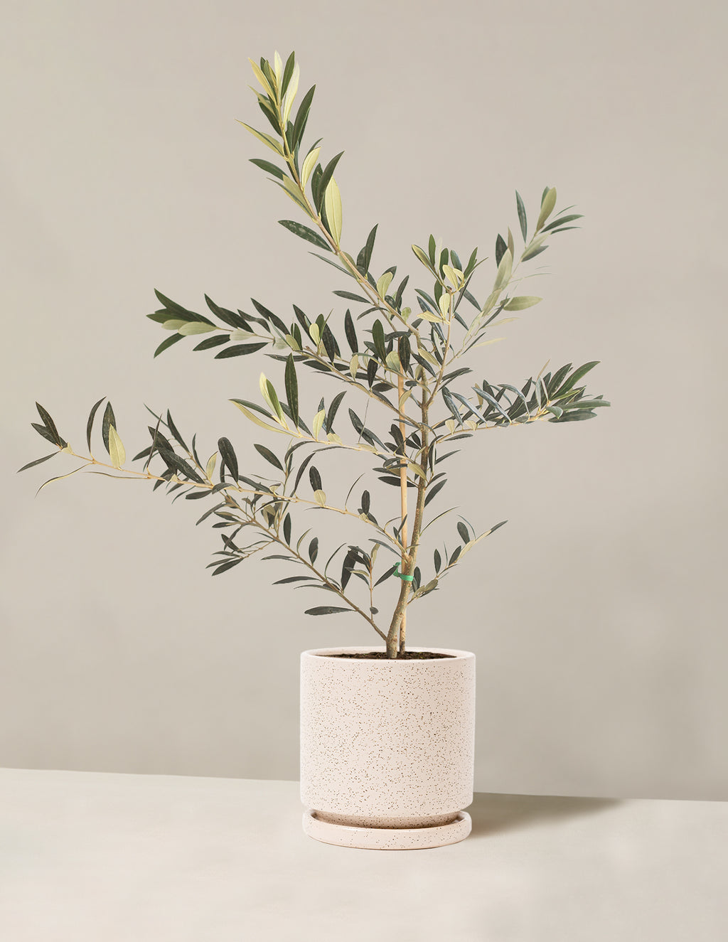 bundle | Medium | Isabella | White Sesame