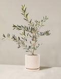 bundle | Medium | Isabella | White Sesame