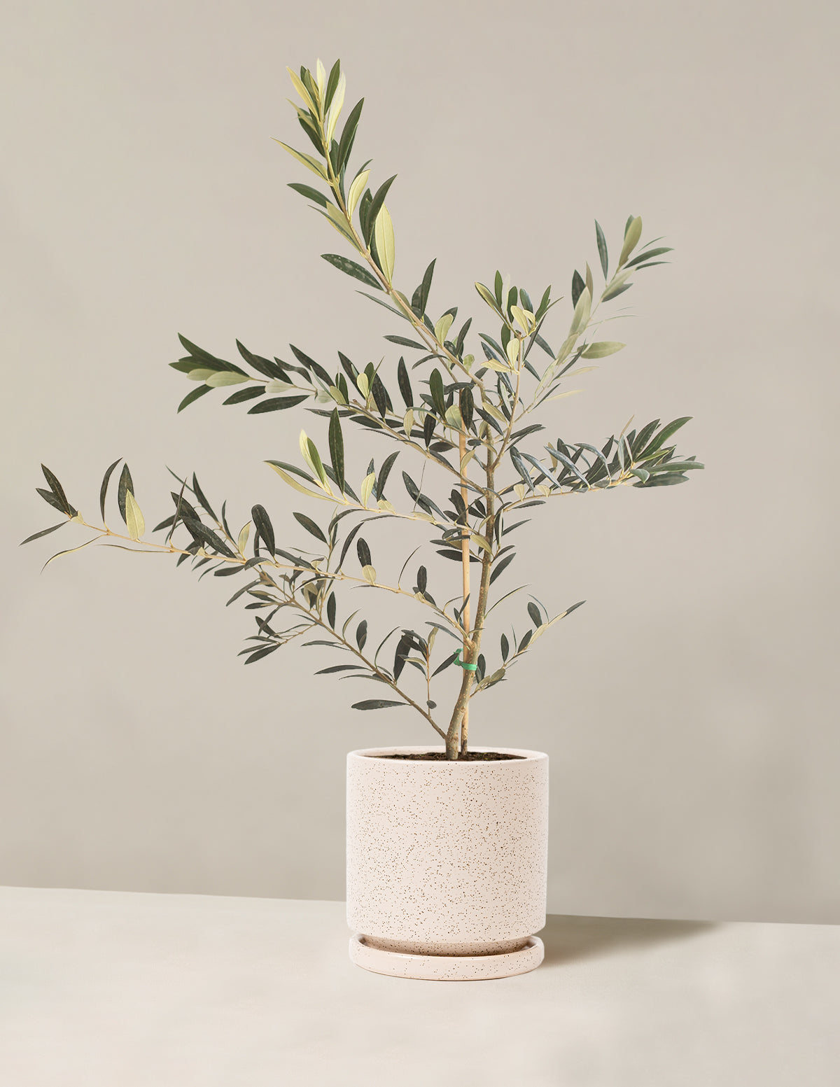 files/the-sill_Medium-Olive-Tree_Medium_Isabella_White-Sesame_Variant_e72a1ce0-4d5d-4772-9ddd-02b99b9e2824.jpg