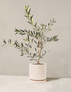 bundle | Medium | Isabella | White Sesame