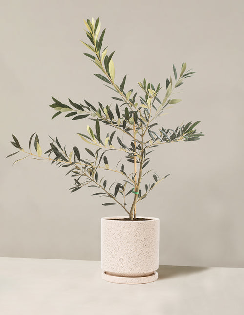 bundle | Medium | Isabella | White Sesame