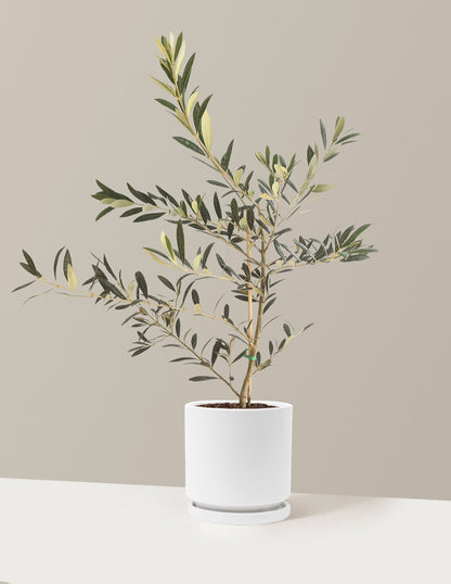 Olive Tree