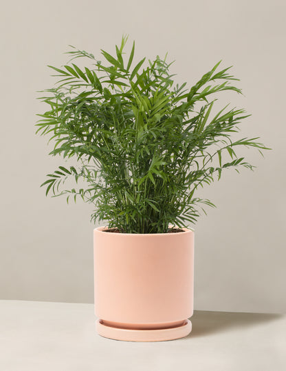 parlor palm full grown The Sill Parlor Palm Houseplants, Small in Black