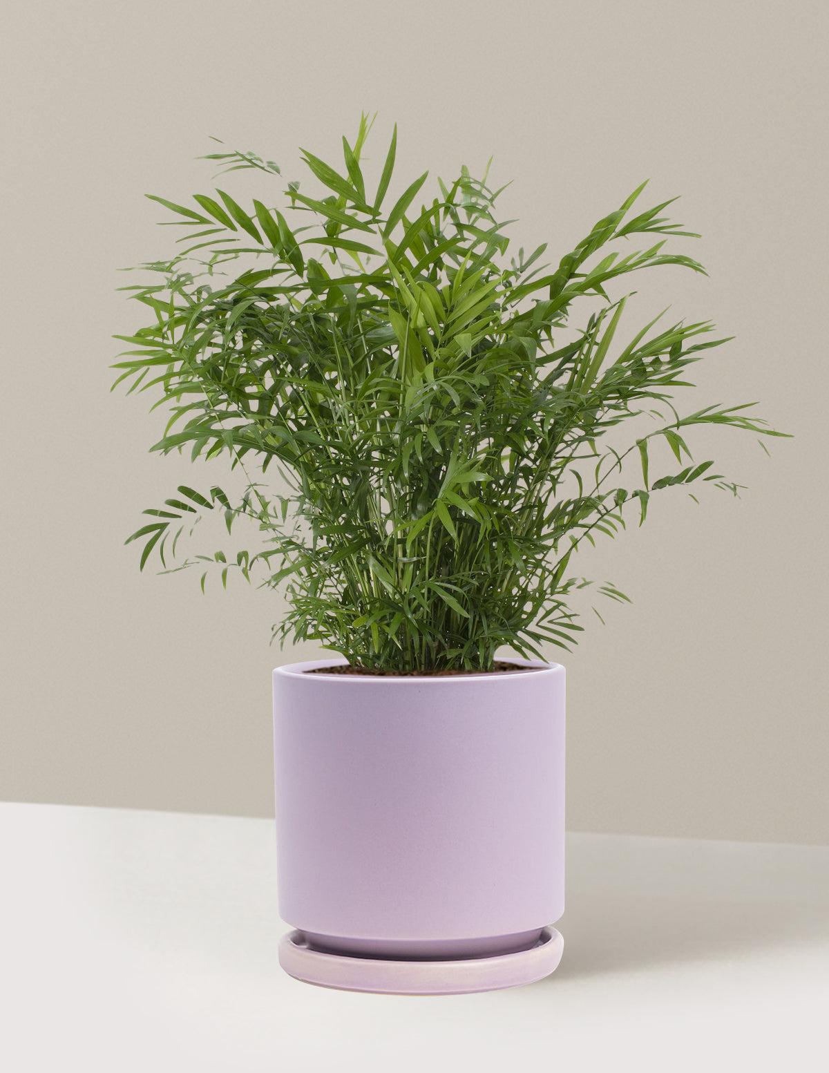 bundle | Medium | Isabella | Lavender