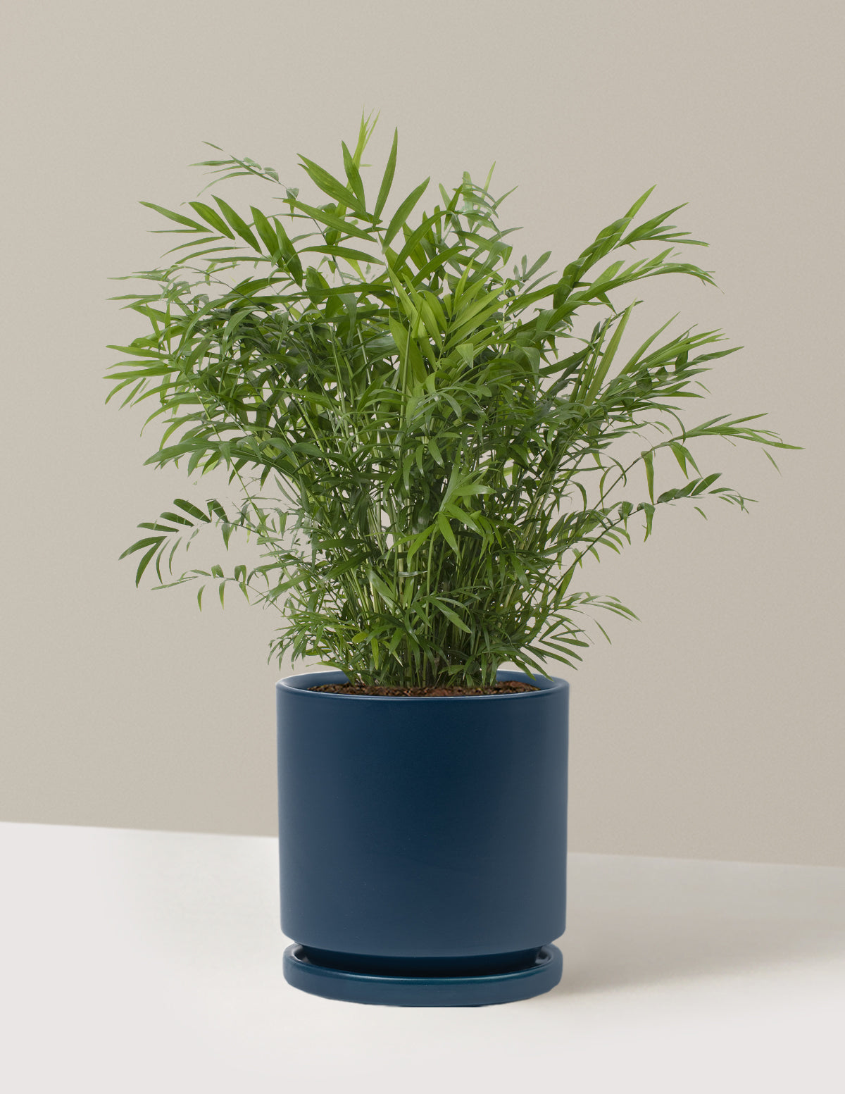Parlor Palm