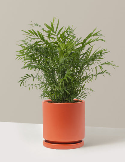 parlor palm soil type Parlor Plant in Grant Planter The Sill Base Color: Black