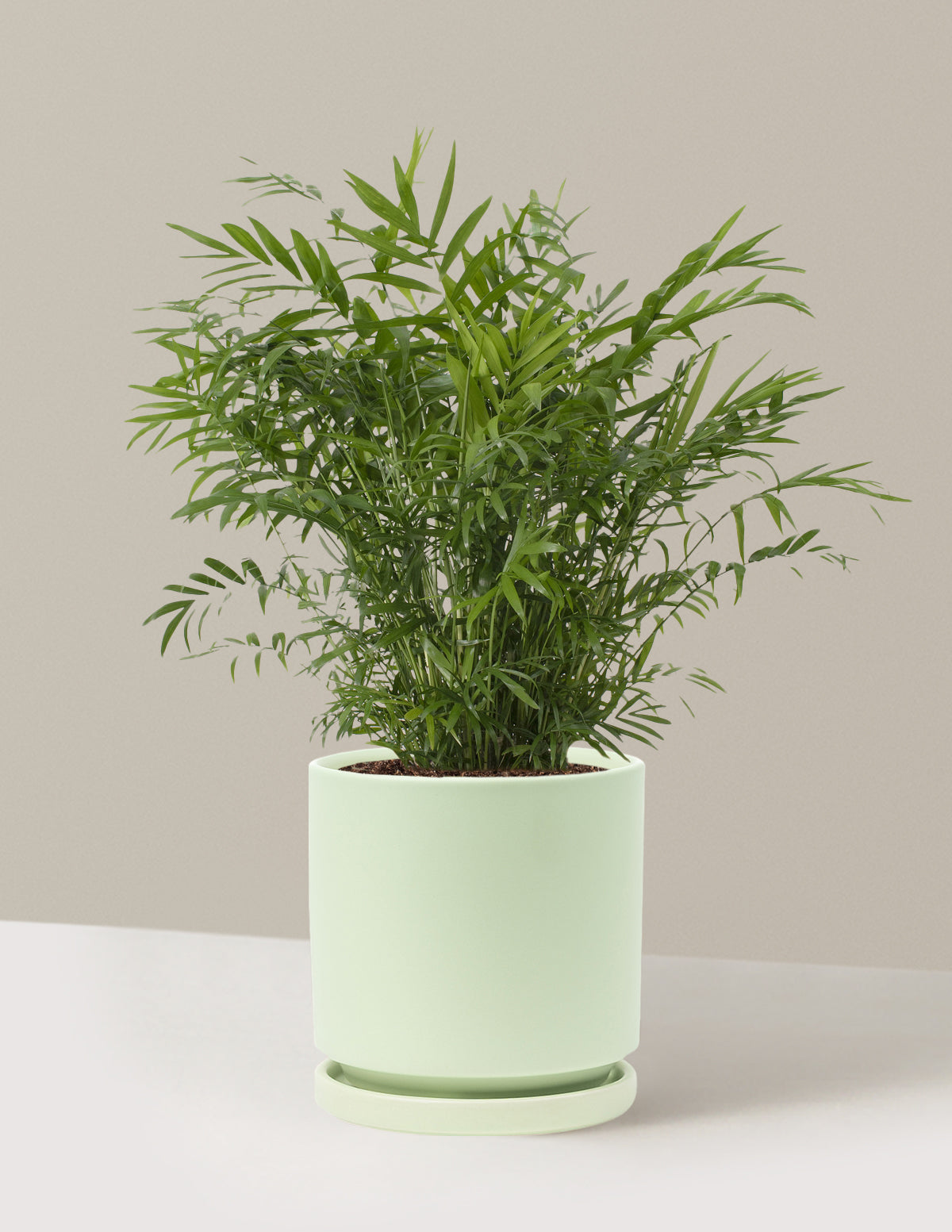 bundle | Medium | Isabella | Sage
