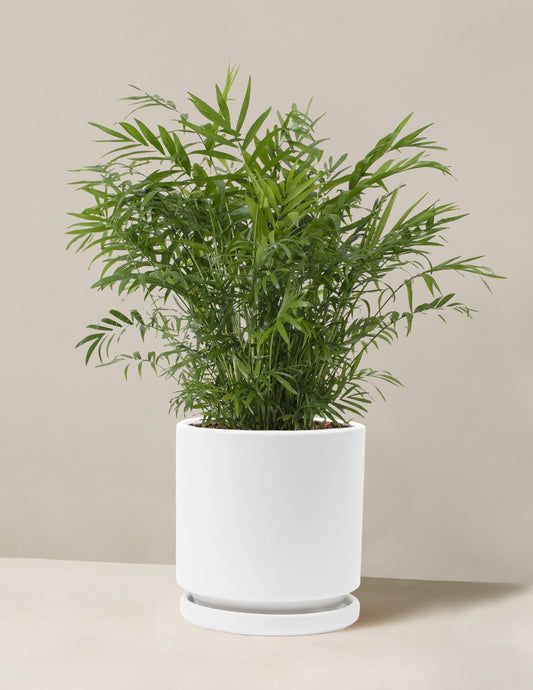 Parlor Palm