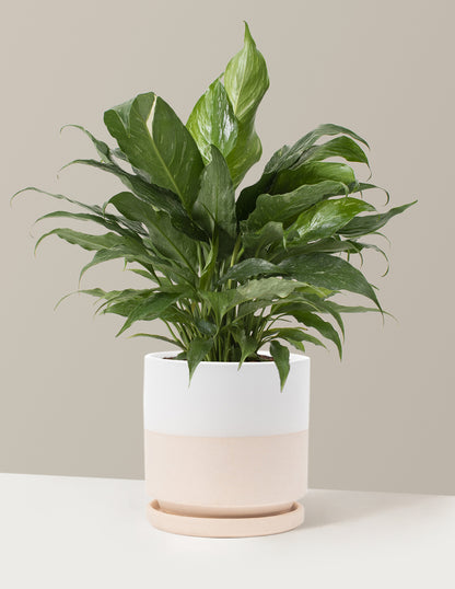 peace lily domino care Peace Lily Domino | Easy Care Plants & Houseplants for Delivery