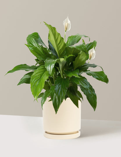 Peace Lily