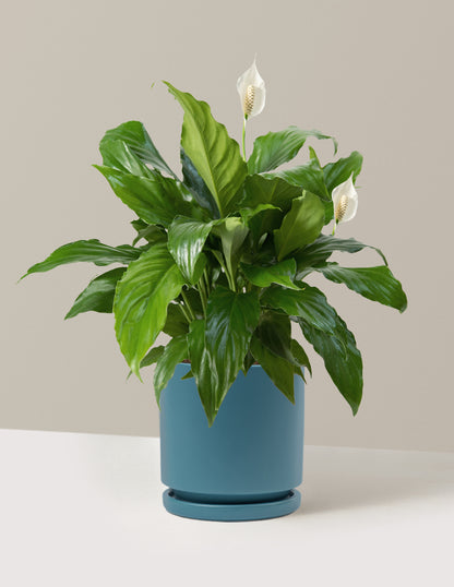 Peace Lily