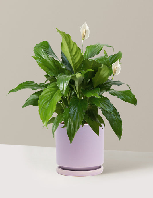 Peace Lily