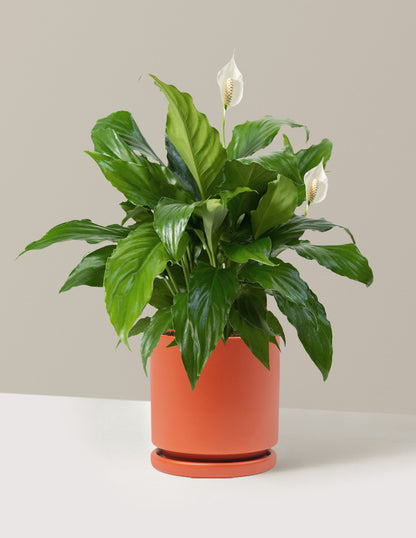 Peace Lily