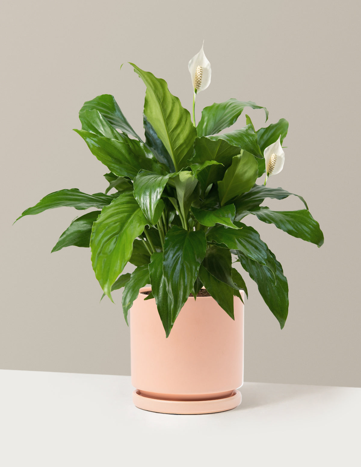 Peace Lily