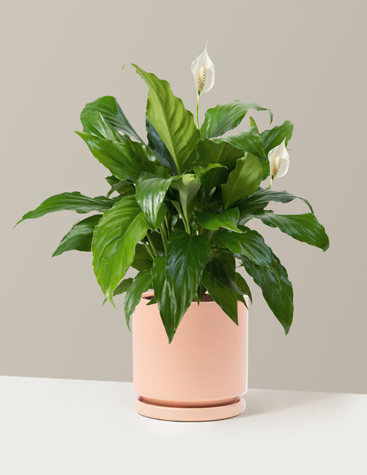 bundle | Medium | Isabella | Blush