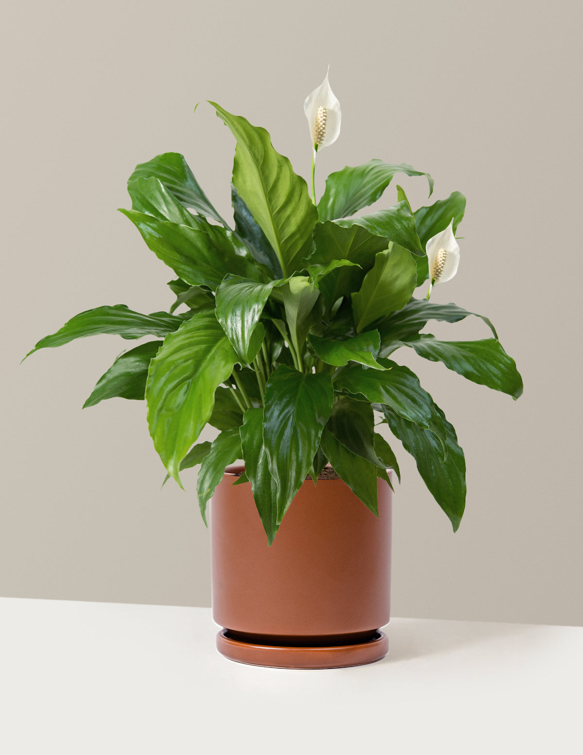 Peace Lily