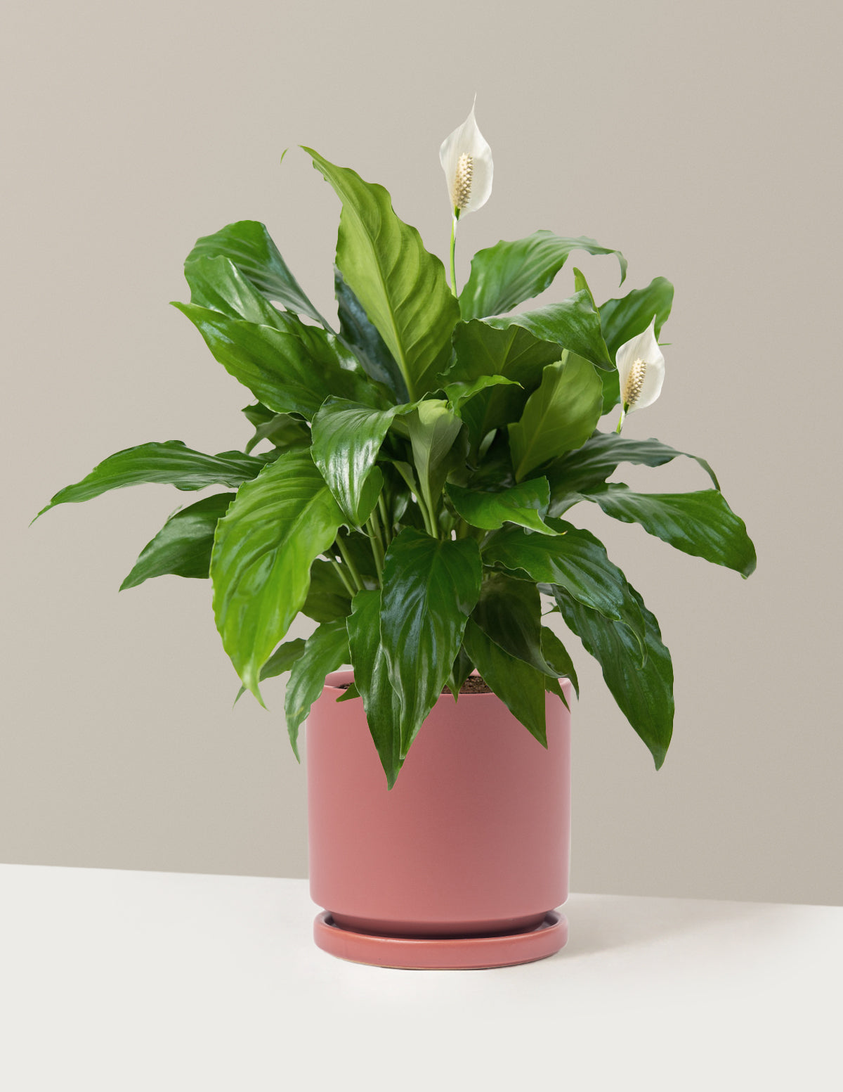 Peace Lily