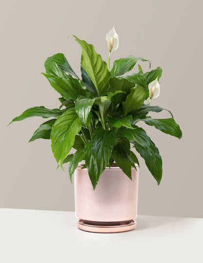 Peace Lily