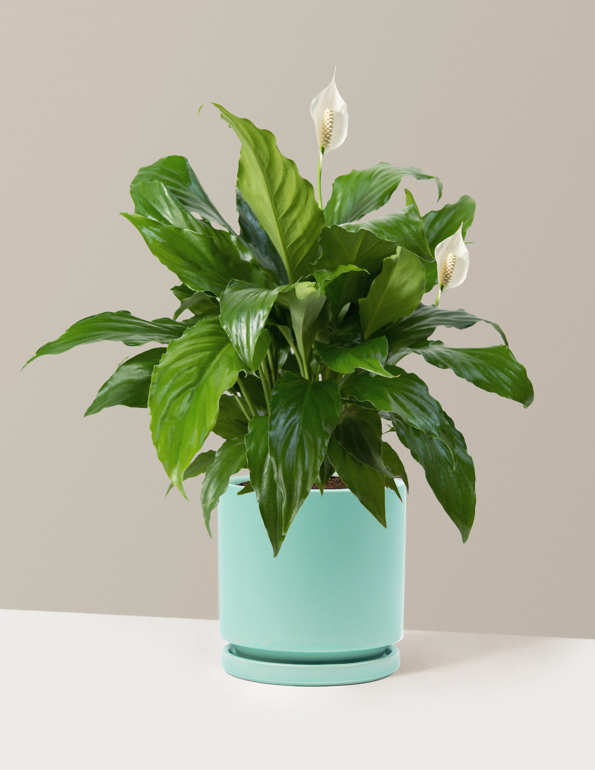 Peace Lily