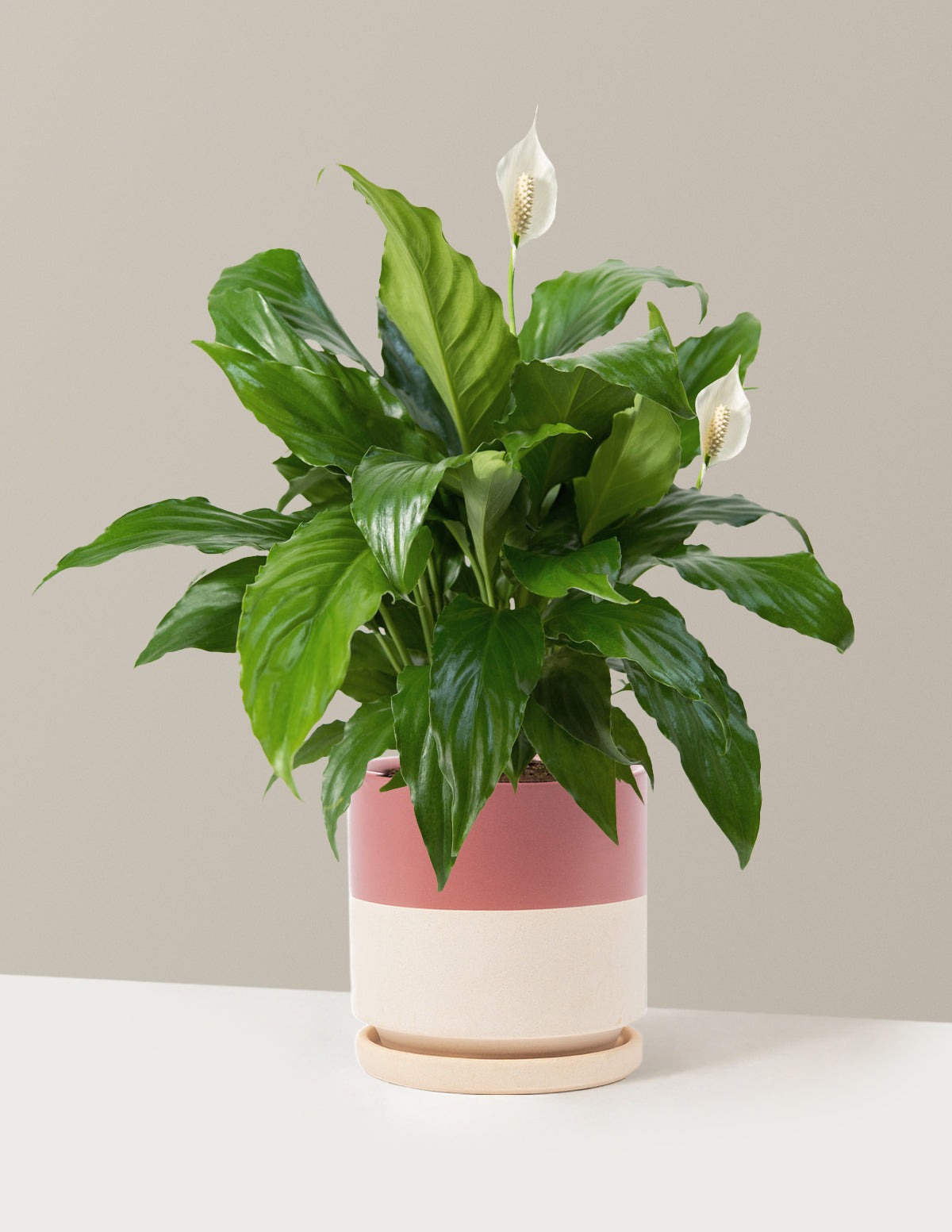 Peace Lily